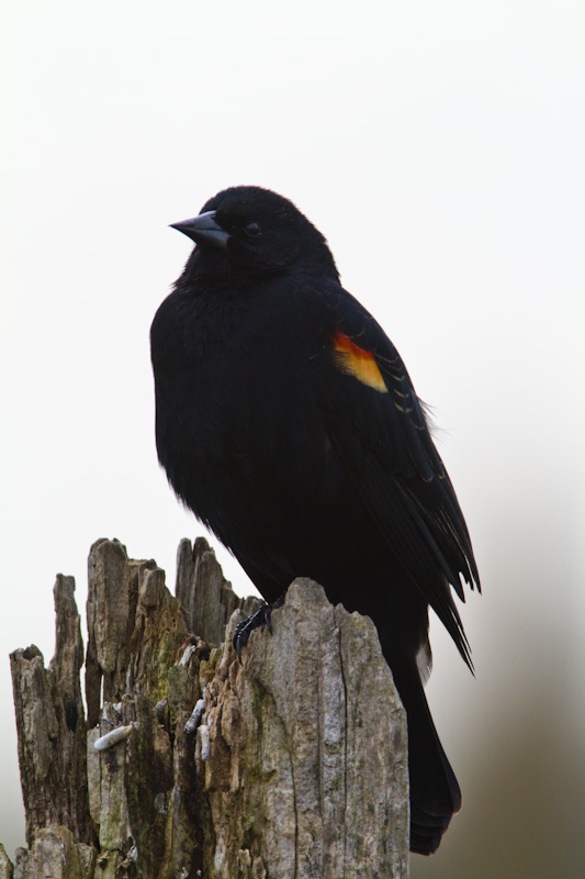 Red-Winged Blackbird